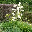 Yucca filimentosa